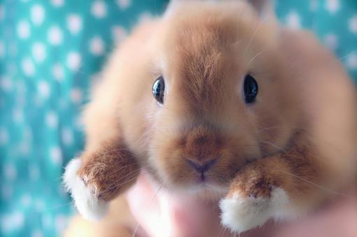 Photo, animal, a pet, tiny, 