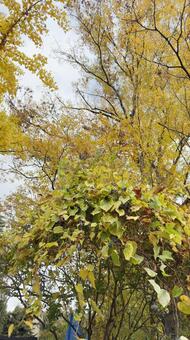 野葡萄（エビヅル）の実と紅葉 エビヅル,野葡萄,実の写真素材