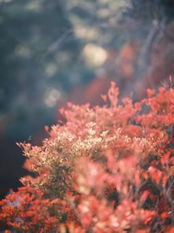 光り輝く紅葉 光り輝く紅葉の写真