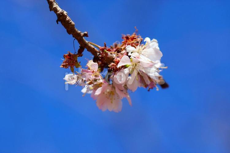 ２月上旬の丸亀城二の丸の十月桜の花 背景,十月桜,桜の写真素材