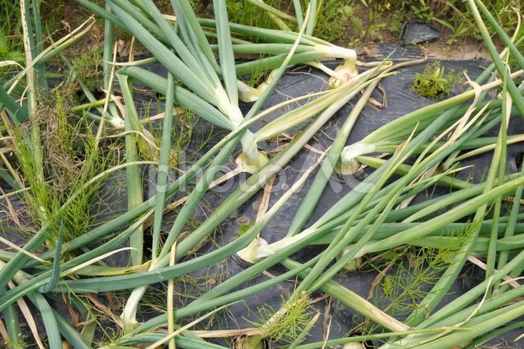 玉ねぎの収穫時期（倒れた葉）01 玉ねぎ,タマネギ,野菜の写真素材