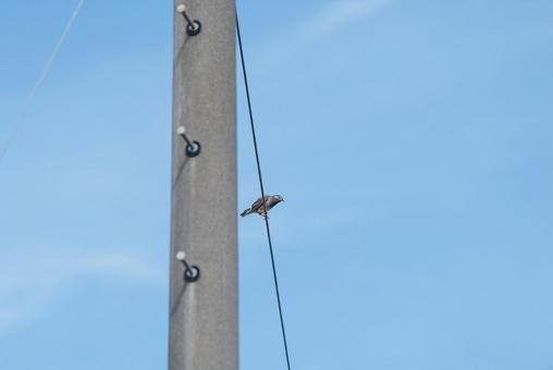電線に止まって辺りを見回すムクドリ 電線に止まって辺りを見回すムクドリの写真