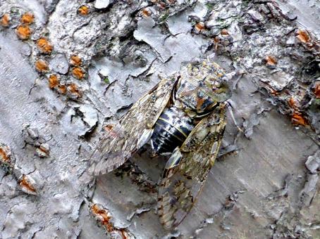 樹皮と見分けのつかないニイニイゼミ ニイニイゼミ,蝉,虫の写真素材