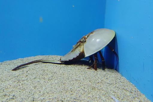アメリカカブトガニ アメリカカブトガニ アメリカカブトガニ,カブトガニ,生きた化石の写真素材
