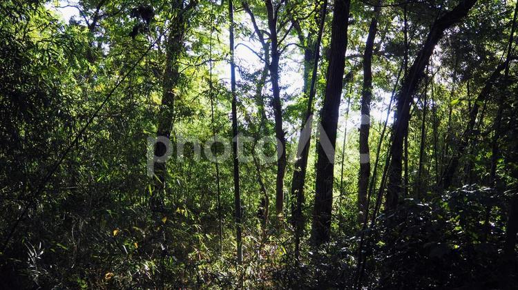 鬱蒼とした智光山公園の森（埼玉県狭山市） 鬱蒼,森,智光山公園の写真素材