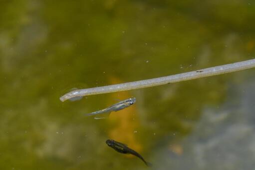 水中の茎のそばを泳ぐメダカ メダカ,魚,淡水の写真素材