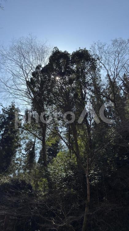 杉の大木と太陽のシルエット 太陽,木,樹木の写真素材