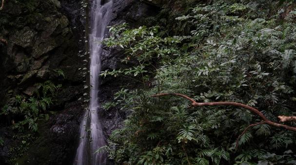 滝 滝の写真