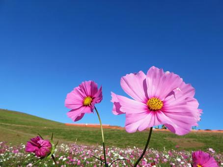 Clear autumn sky and cosmos, JPG