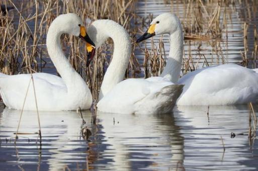 Photo, swan., winter, to watch over, 