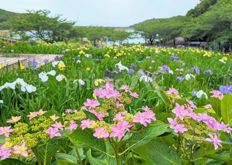 初立池公園の花しょうぶ６ 花しょうぶ,ショウブ,菖蒲の写真素材