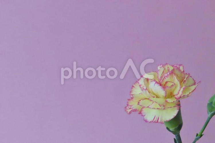 カーネーション　母の日メッセージカード 花,春,植物の写真素材