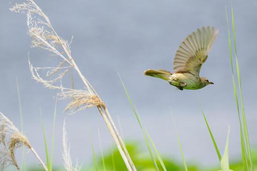 オオヨシキリ(80) オオヨシキリ(80) 鳥,オオヨシキリ,鳥類の写真素材