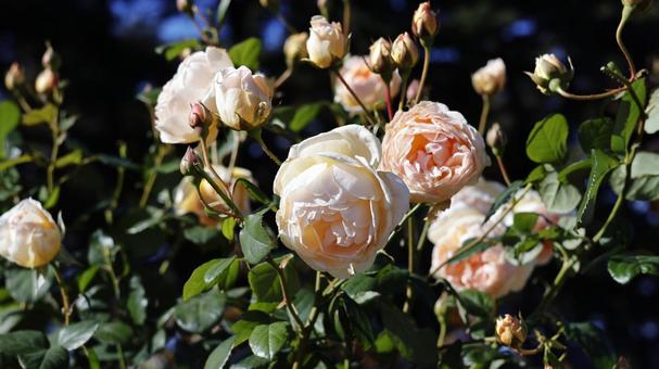 【花の写真】ばらの花 rose,植物,園芸の写真素材