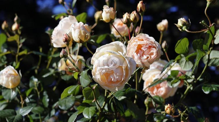 【花の写真】ばらの花 rose,植物,園芸の写真素材