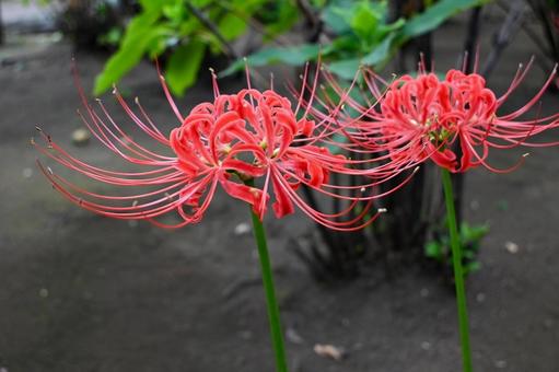 彼岸花 赤 彼岸花 赤 秋,彼岸花,赤の写真素材