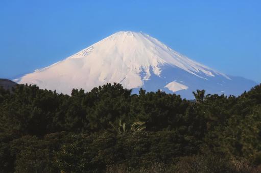 松林の向こうに見える雪化粧の富士山 富士山,雪化粧,風景の写真素材