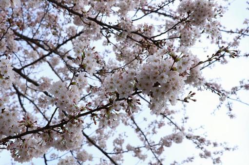 桜 桜の写真