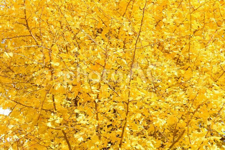 まっ黄色なイチョウの木２ あかるい,あき,いちょうの写真素材