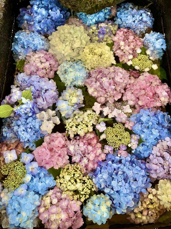 癒しのアジサイ 紫陽花,あじさい,花の写真素材