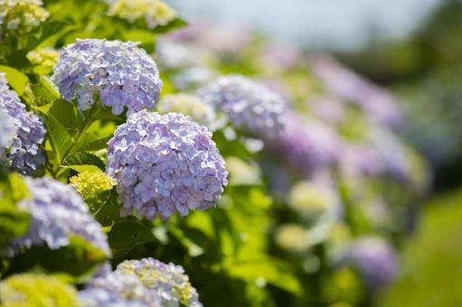 紫陽花 紫陽花の写真