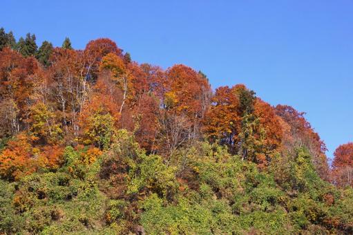 25年　山古志紅葉 綺麗,きれい,空の写真素材