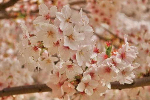 桜 桜の写真