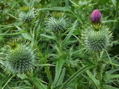 The thistle flowers are starting to bloom, JPG The thistle flowers are starting to bloom, JPG