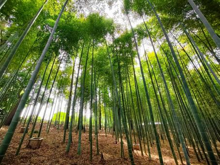 偕楽園の竹林 偕楽園の竹林 偕楽園,竹林,茨城県の写真素材