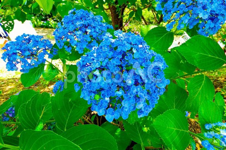 形原温泉あじさいの里 綺麗なアジサイの花 あじさい,紫陽花,あじさいの里の写真素材