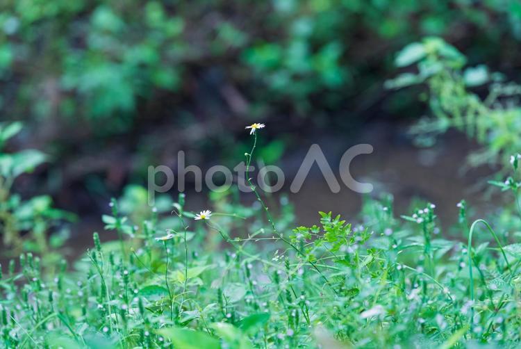 鬱蒼とした林の中で咲く可憐なアキハギク アキハギク,草花,花の写真素材