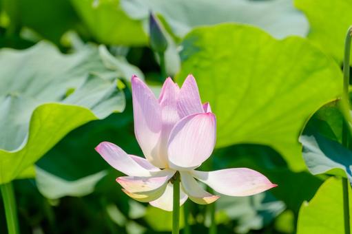緑に包まれた淡い蓮の花 緑に包まれた淡い蓮の花の写真