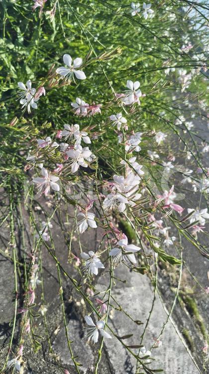 真っ白な真夏の花「ガウラ」 ガウラ,真っ白,花の写真素材