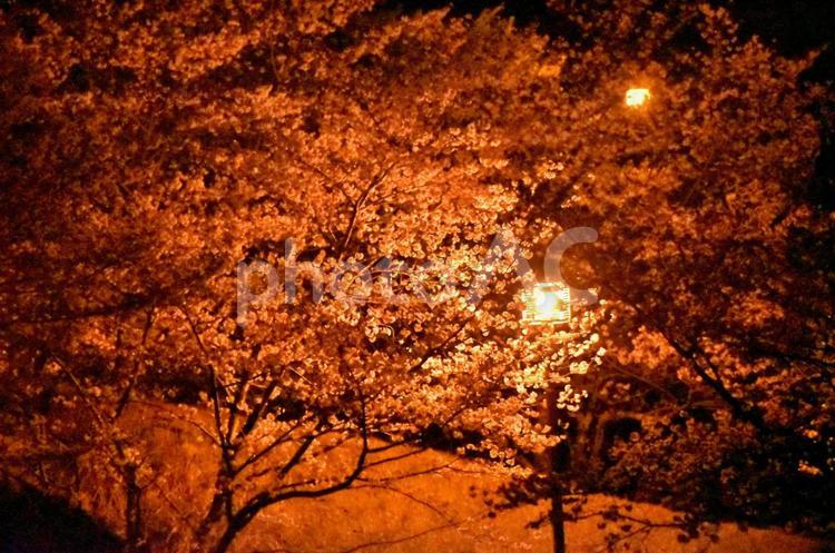 花見（桜） 花見,さくら,桜の写真素材