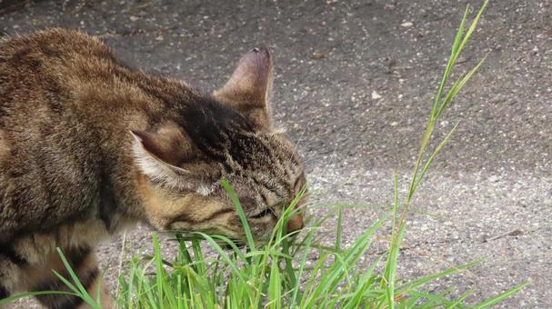 猫草を食べて健康管理も万全な賢い猫 猫,キジトラ,猫草の写真素材