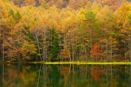 錦秋 秋,自然,風景の写真素材
