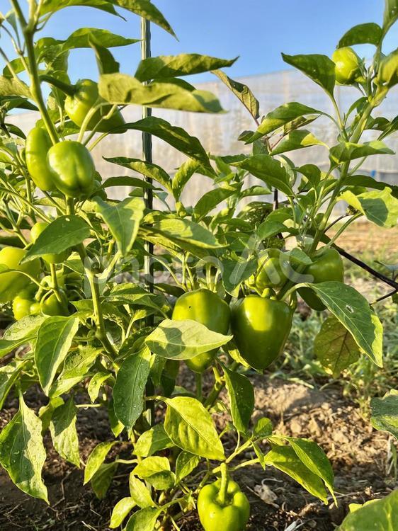 家庭菜園の夏野菜　7 家庭菜園,菜園,畑の写真素材