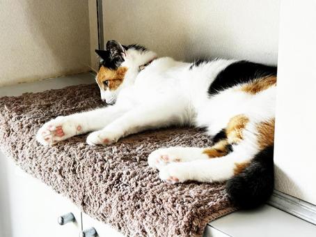 休憩する三毛猫 休憩する三毛猫 三毛猫,calico,catの写真素材