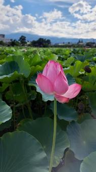 蓮の花 蓮の花の写真