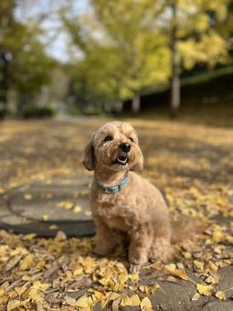 マルプー　けんけん マルプー,小型犬,ミックス犬の写真素材