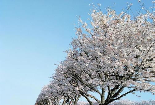 桜と青空 桜と青空の写真