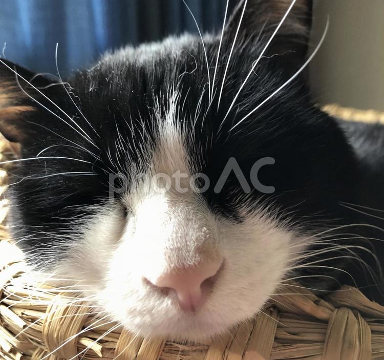 じゃまされたくない猫 猫,ネコ,ねこの写真素材