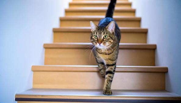 階段を下りる猫の写真