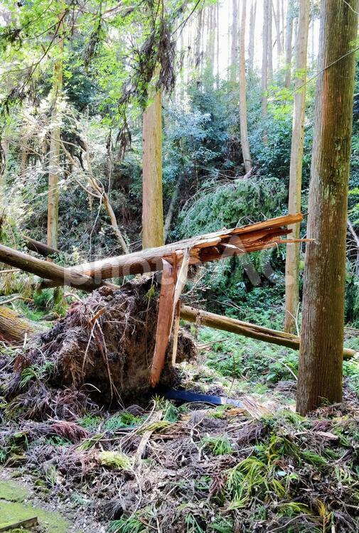 折れた木 木材,自然,木の写真素材