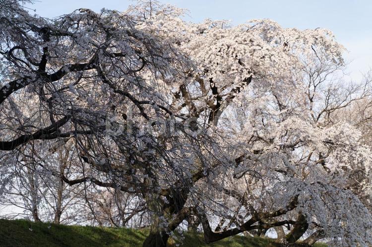 枝垂れ桜が織りなす幻想的な春の絶景① 枝垂れ桜,桜,満開の写真素材