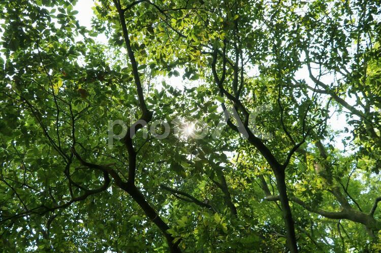 頭上を覆う森の緑 森,緑,新緑の写真素材