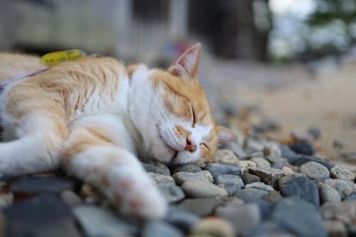 猫さんじゅーろー 猫さんじゅーろーの写真