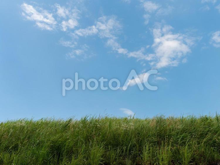青空と新緑の景色 新緑,緑,植物の写真素材