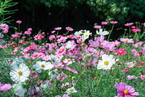 [秋]コスモスの写真