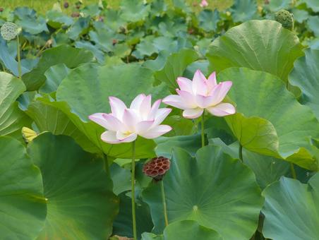 蓮(ハス) 蓮(ハス) 蓮,ハス,大輪の写真素材